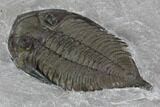 Dalmanites Trilobite Fossil - New York #101555-4